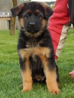 /album/fotogaleria1/stence-25-04-2016-046-jpg/